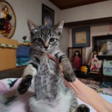 2023年8月13日荒川沖店に参加するTeam.ホーリーキャットの保護猫03