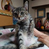 2023年8月13日荒川沖店に参加するTeam.ホーリーキャットの保護猫05