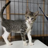 2023年8月13日荒川沖店に参加するTeam.ホーリーキャットの保護猫10
