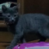 2023年8月13日荒川沖店に参加するTeam.ホーリーキャットの保護猫11