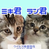 2023年8月20日荒川沖店に参加する茨城さくらねこの会の保護猫13