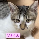 2023年8月20日荒川沖店に参加する茨城さくらねこの会の保護猫15