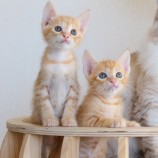 2023年8月27日荒川沖店に参加する犬猫物語の保護猫01