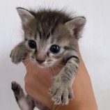 2023年8月27日荒川沖店に参加する犬猫物語の保護猫04