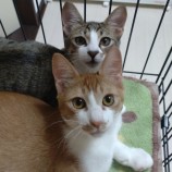 2023年8月27日千葉店に参加するねこけん千葉支部の保護猫02