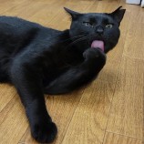 2023年8月27日千葉店に参加するねこけん千葉支部の保護猫03