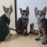 2023年8月27日千葉店に参加するねこけん千葉支部の保護猫04