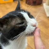 2023年8月27日千葉店に参加するねこけん千葉支部の保護猫05