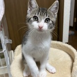 2023年8月27日千葉店に参加するねこけん千葉支部の保護猫07