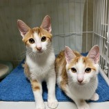 2023年8月27日千葉店に参加するねこけん千葉支部の保護猫08