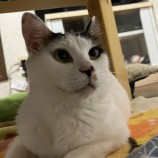 2023年8月27日千葉店に参加するねこけん千葉支部の保護猫10