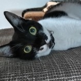 2023年8月27日千葉店に参加するねこけん千葉支部の保護猫11