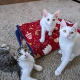 2023年8月27日千葉店に参加するねこけん千葉支部の保護猫12