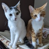 2023年8月27日千葉店に参加するねこけん千葉支部の保護猫13