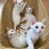 2023年8月27日千葉店に参加するねこけん千葉支部の保護猫14