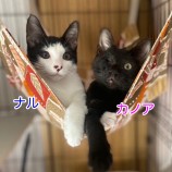 2023年8月27日千葉店に参加するねこけん千葉支部の保護猫15