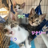 2023年8月27日千葉店に参加するねこけん千葉支部の保護猫16