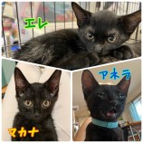 2023年8月27日千葉店に参加するねこけん千葉支部の保護猫18