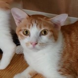 2023年8月20日東大宮店に参加するNPO法人Happy-Wildcatsの保護猫02