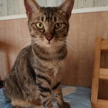 2023年8月20日東大宮店に参加するNPO法人Happy-Wildcatsの保護猫03