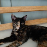 2023年8月20日東大宮店に参加するNPO法人Happy-Wildcatsの保護猫04