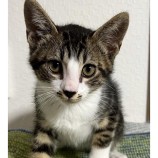 2023年8月6日君津店に参加する猫レンジャーの保護猫15