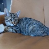 2023年8月20日君津店に参加する猫レンジャーの保護猫04