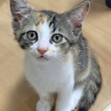 2023年8月20日君津店に参加する猫レンジャーの保護猫13