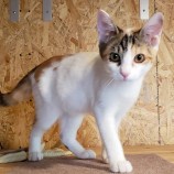 2023年8月20日古河店に参加するにゃんこの大冒険の保護猫01