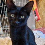 2023年8月20日古河店に参加するにゃんこの大冒険の保護猫02