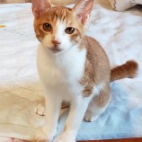 2023年8月20日古河店に参加するにゃんこの大冒険の保護猫03