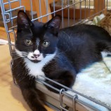 2023年8月20日古河店に参加するにゃんこの大冒険の保護猫05