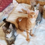 2023年8月20日古河店に参加するにゃんこの大冒険の保護猫06