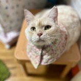 2023年8月13日瑞穂店に参加する一般社団法人またたび家の保護猫01