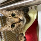 2023年8月13日瑞穂店に参加する一般社団法人またたび家の保護猫02