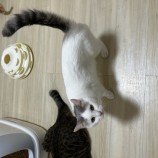 2023年8月13日瑞穂店に参加する一般社団法人またたび家の保護猫04