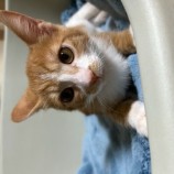 2023年8月13日瑞穂店に参加する一般社団法人またたび家の保護猫05