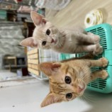 2023年8月13日瑞穂店に参加する一般社団法人またたび家の保護猫07