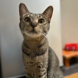 2023年8月13日瑞穂店に参加する一般社団法人またたび家の保護猫08