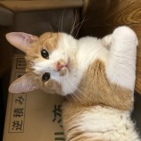 2023年8月13日瑞穂店に参加する一般社団法人またたび家の保護猫09