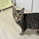 2023年8月13日瑞穂店に参加する一般社団法人またたび家の保護猫10