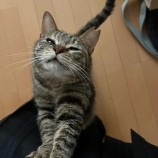 2023年8月13日瑞穂店に参加する一般社団法人またたび家の保護猫11