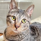 2023年8月13日瑞穂店に参加する一般社団法人またたび家の保護猫12