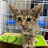 2023年9月3日八千代店に参加する美浜ねこの会の保護猫01