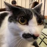 2023年9月3日八千代店に参加する美浜ねこの会の保護猫02