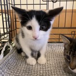 2023年9月3日八千代店に参加する美浜ねこの会の保護猫05