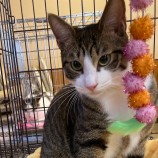 2023年9月3日八千代店に参加する美浜ねこの会の保護猫06