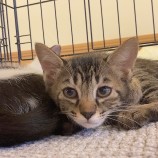2023年9月3日八千代店に参加する美浜ねこの会の保護猫07
