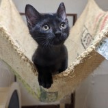 2023年9月3日八千代店に参加する美浜ねこの会の保護猫08