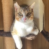 2023年9月3日八千代店に参加する美浜ねこの会の保護猫09